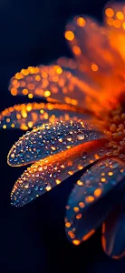 Macro Flower Petals with Glowing Water Droplets and Bokeh