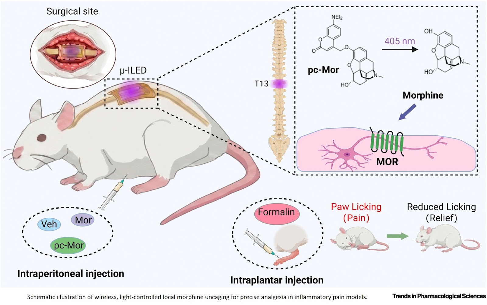 Light-induced reprogramming of pain signaling