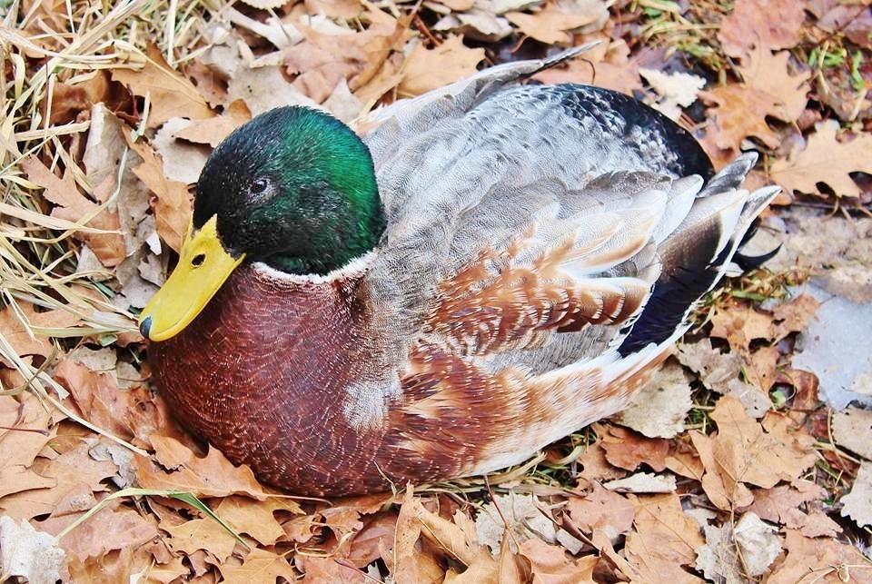 Welsh Harlequin Duckling