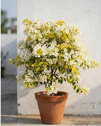 Imported Flame Golden White Bougainvillea Plant