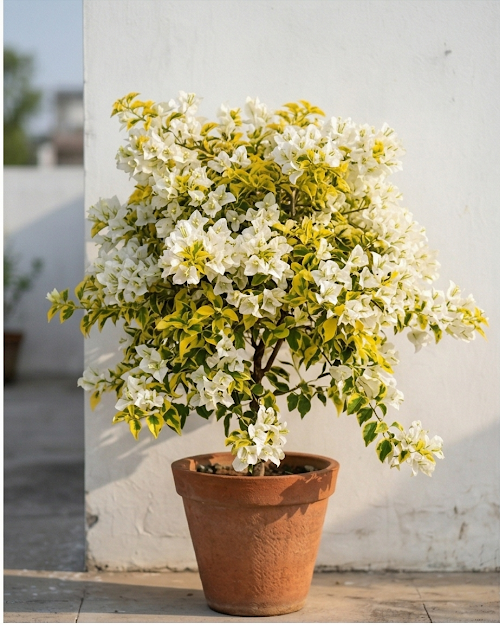 Imported Flame Golden White Bougainvillea Plant