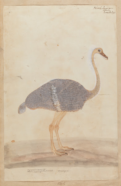 Ostrich 1796
