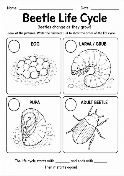 Beetle Life Cycle Worksheet