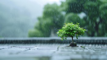 Nature Tree Rain Wallpaper