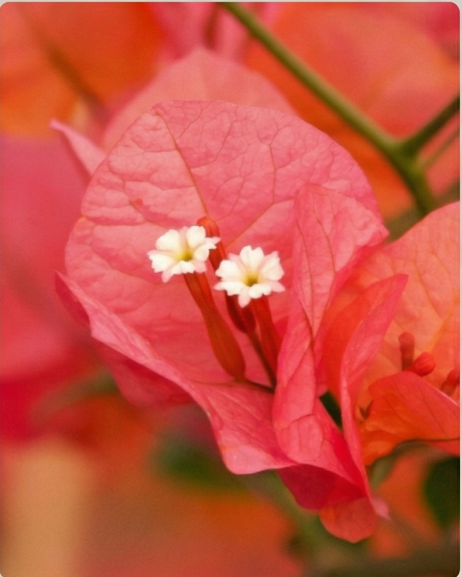Imported Louis Wathen Bougainvillea Plant — view 2