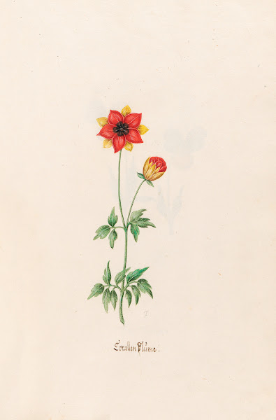 Corallen Blüme 1692