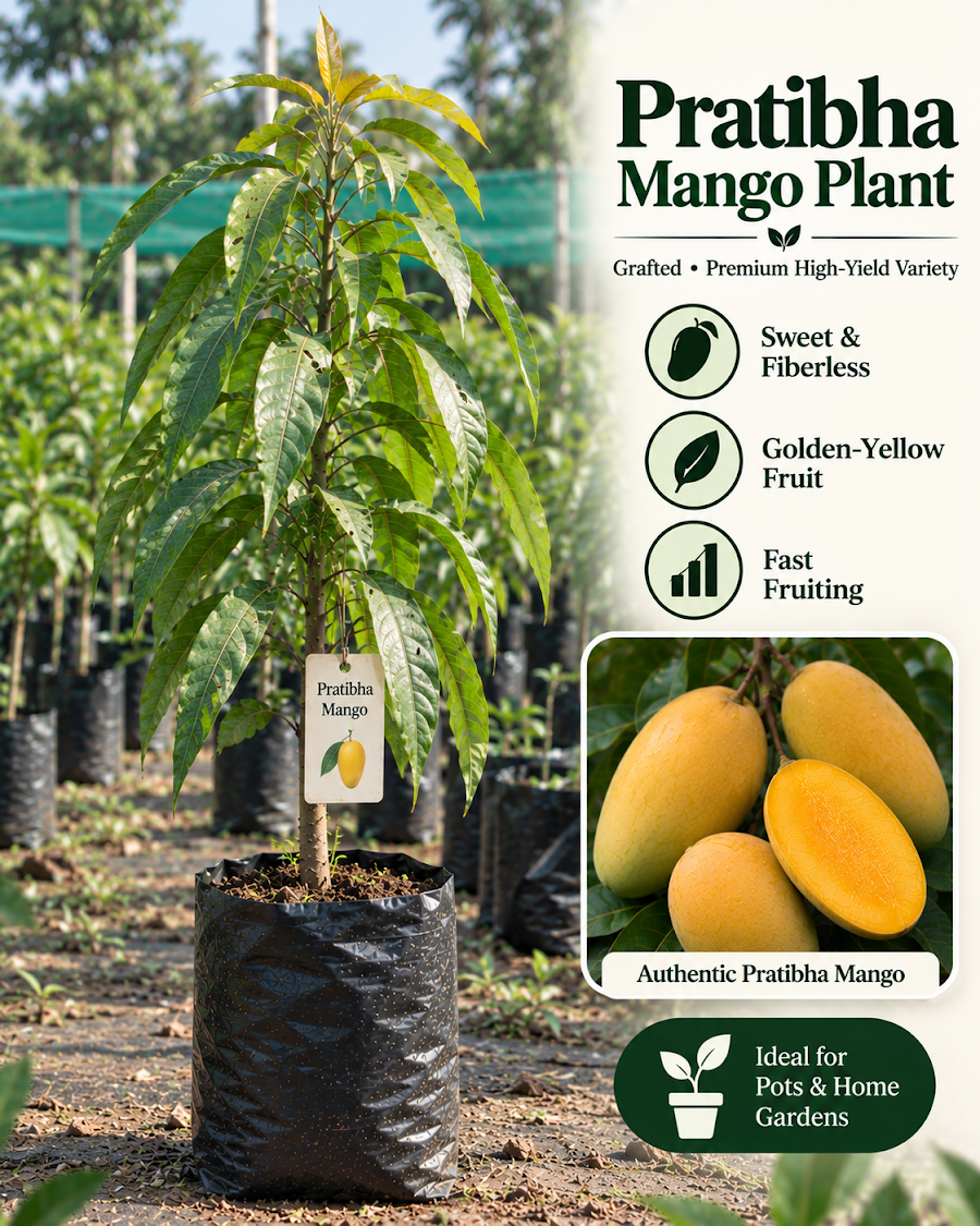 Premium Exotic Mango Collection — view 5