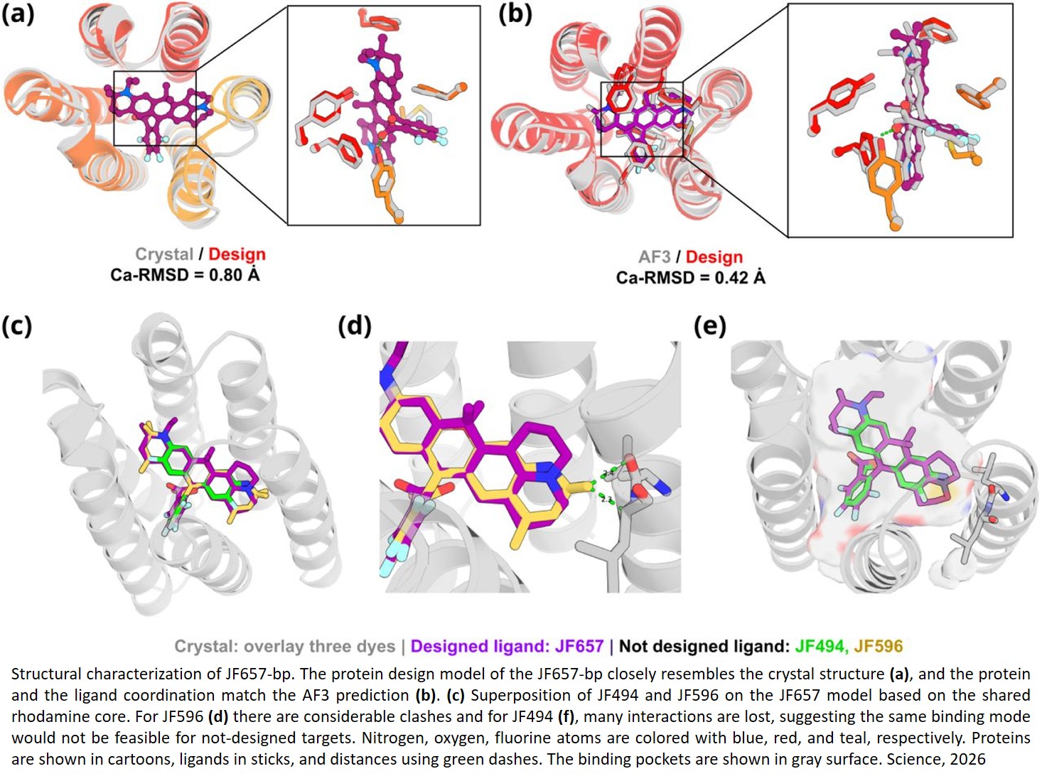 Design of Orthogonal Far-Red, Orange and Green Fluorophore-binding Proteins for Multiplex Imaging