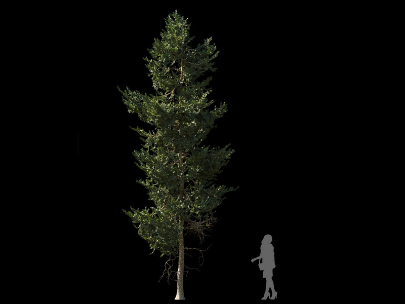 Maxtree - Plant Models Vol.120