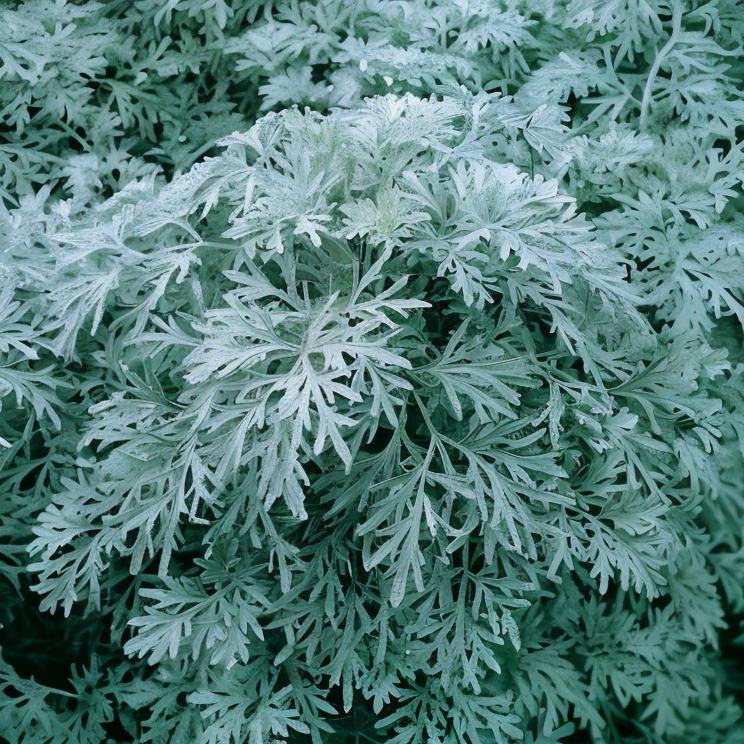 Artemisia arborescens 'Powis Castle' in un giardino mediterraneo soleggiato