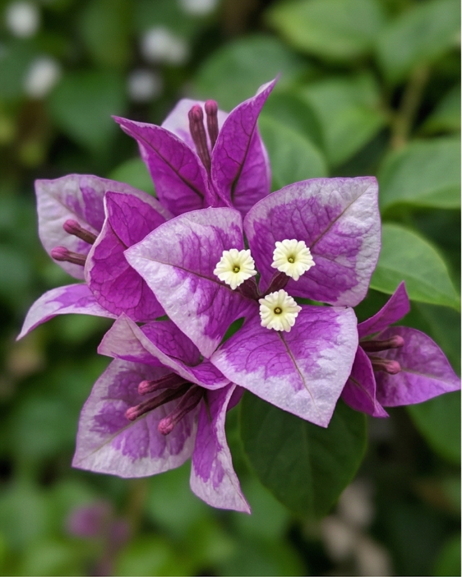Imported Buttercup Bougainvillea Plant — view 3