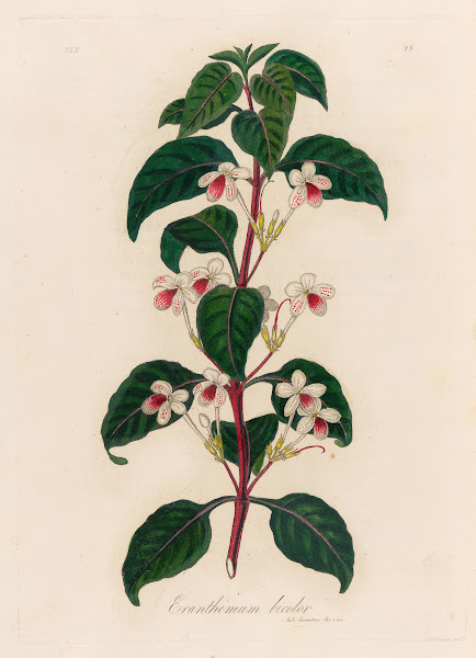 Eranthemum bicolor 1818 1824
