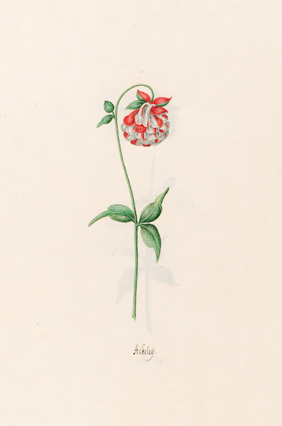 Ackeleÿ 1692
