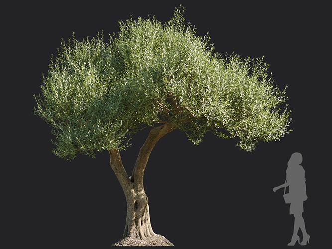 Maxtree - Plant Models Vol.113