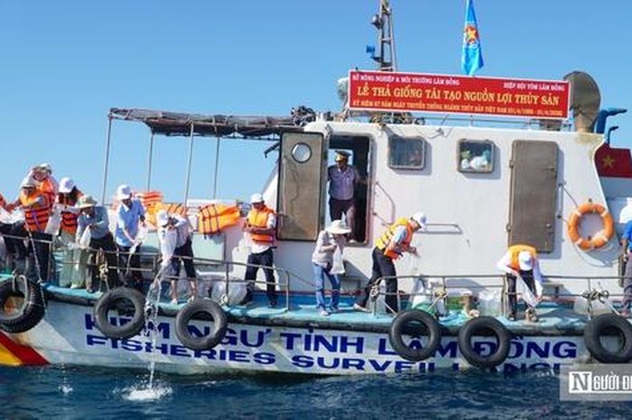 Thả 1,4 triệu con giống từ biển Hòn Cau đến hồ Tà Đùng, chung tay 'hồi sinh' nguồn lợi thủy sản - Tạp chí Người Đưa Tin