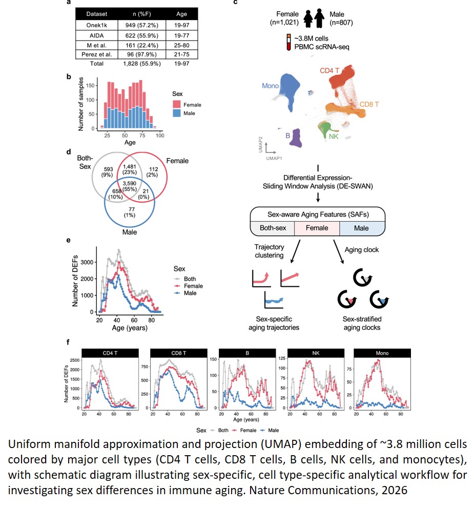 Sex-specific trajectories of nonlinear immune aging at single-cell level
