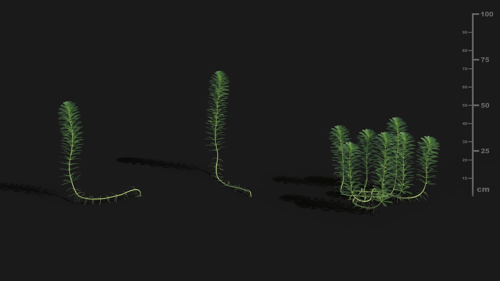 Maxtree - Plant Models Vol.29