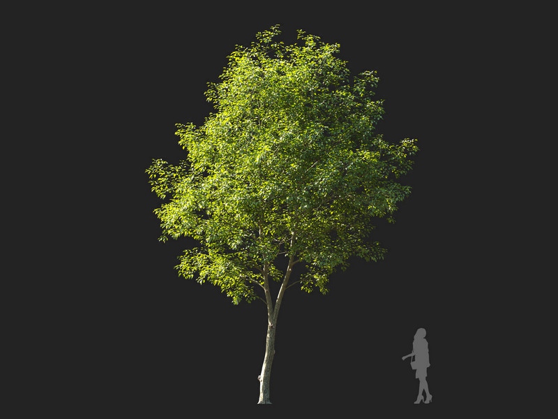 Maxtree - Plant Models Vol.114