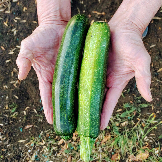 Comprar calabacin orgánico
