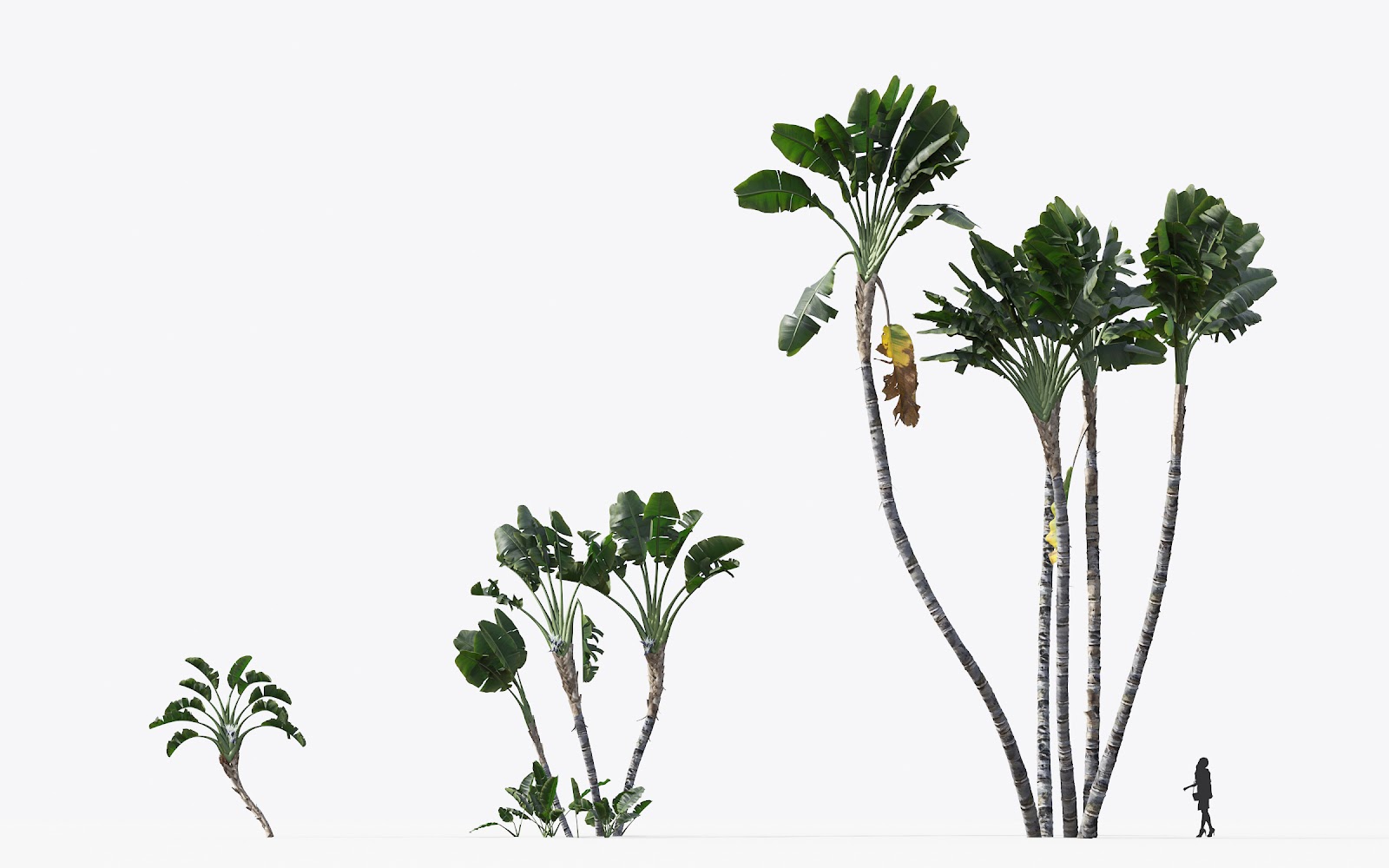 Maxtree - Plant Models Vol.15