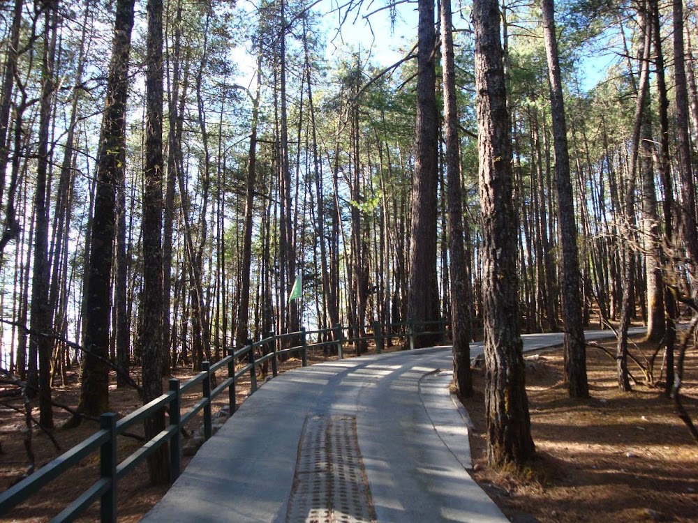 forest path dreams ✨