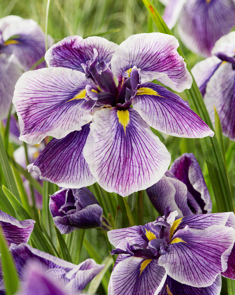 Iris ensata Dinner Plate Sundae fiore bianco-rosa in stagno