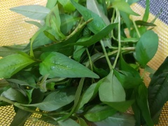Tiếp đến nhặt sạch, rửa sạch rồi thái nhỏ rau răm. Băm nhỏ tỏi, ớt.