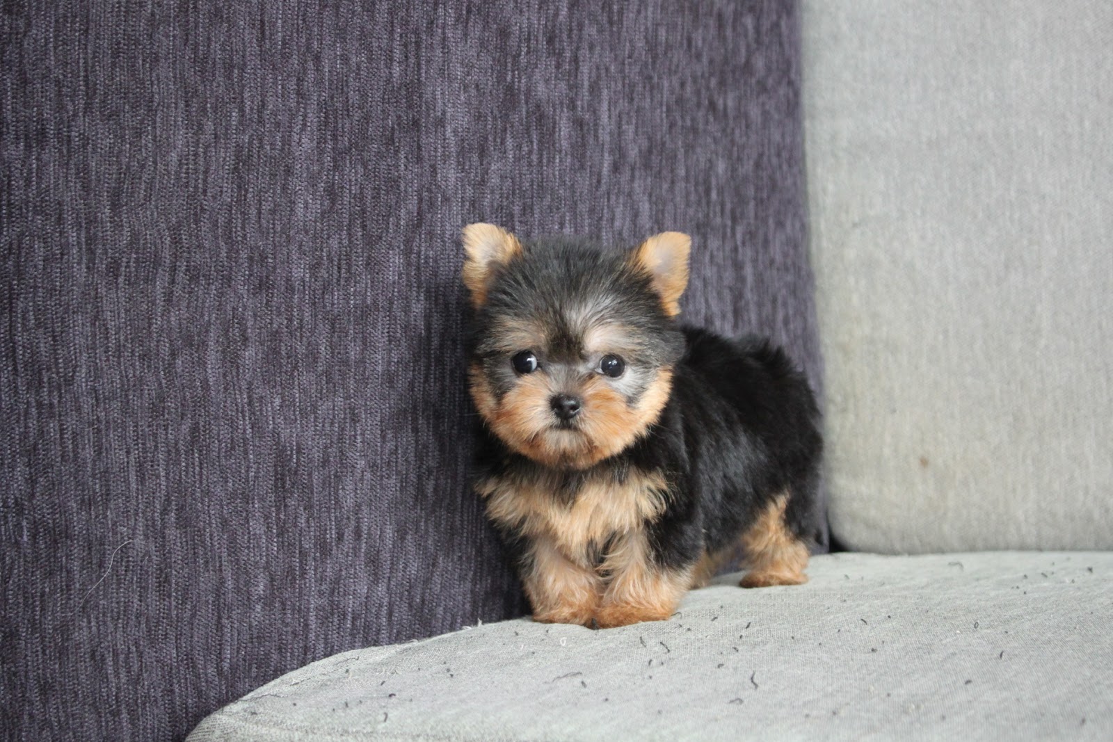 10/21出生 高端優質近茶杯約克夏妹妹