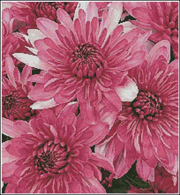 CMP 170311 Pink Chrysanthemums