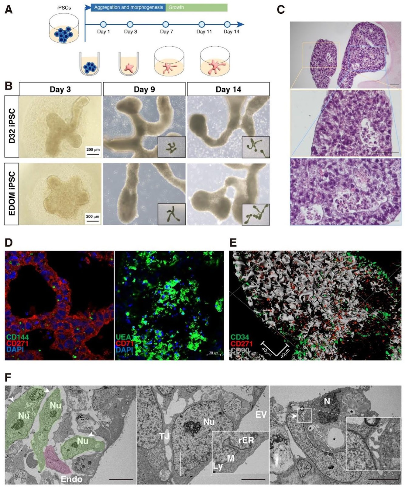 Human iPSC-derived bone marrow organoids with integrated hematopoietic and T cell-supportive niches