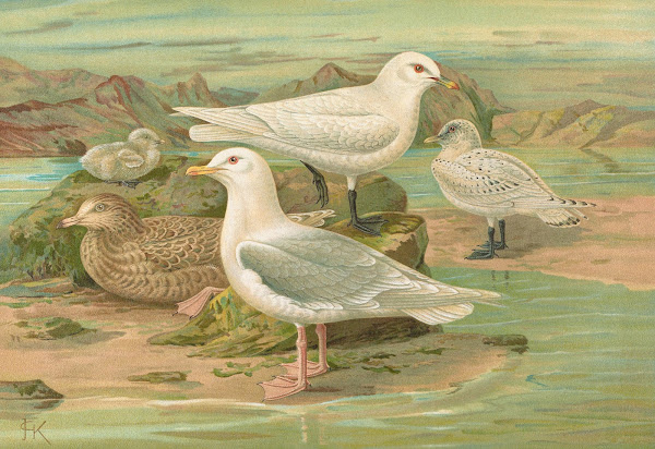 Pagophila eburnea Phipps Larus leucopterus Faber