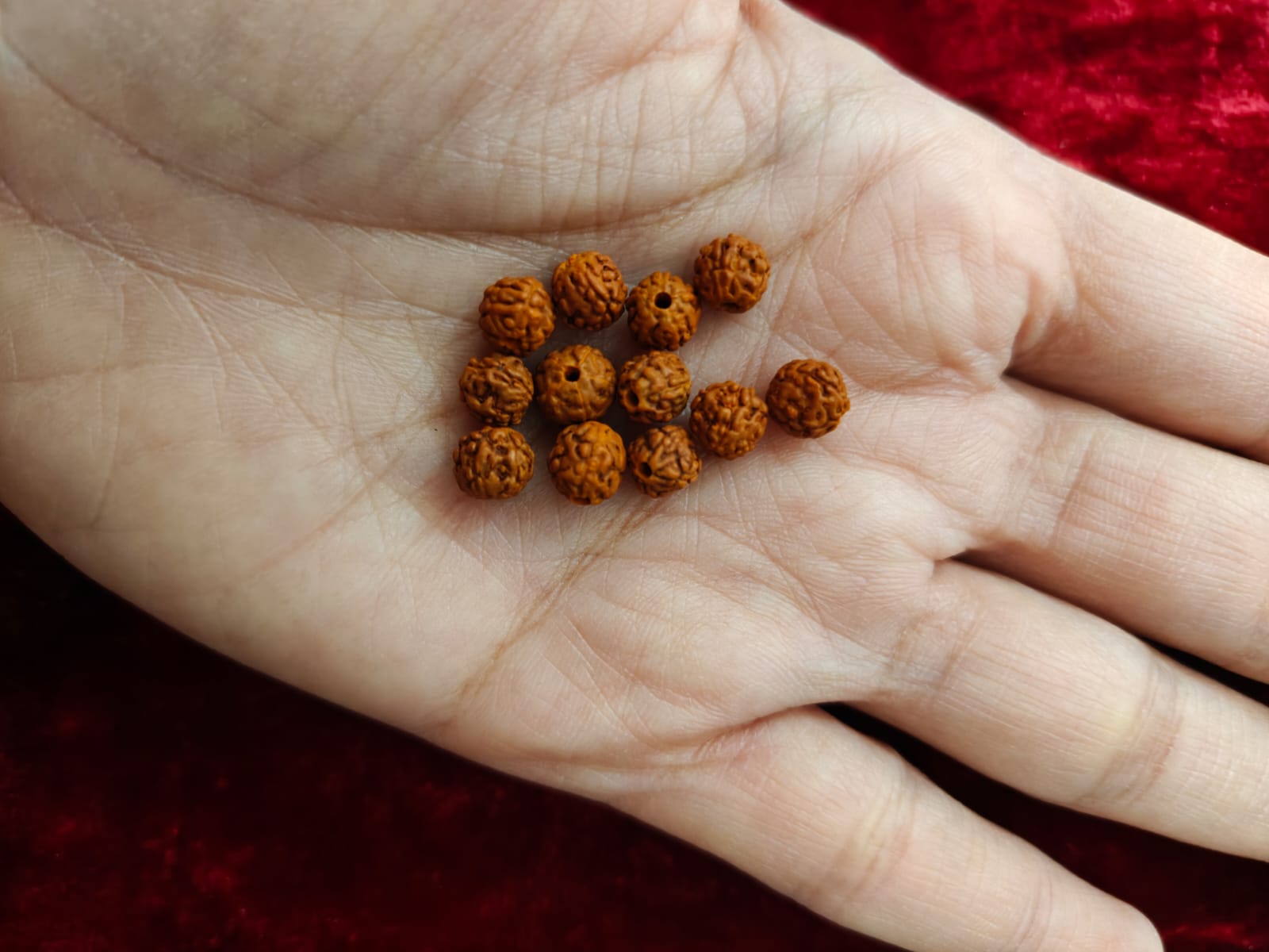 Rudraksh Mani 6mm (pack of 12)