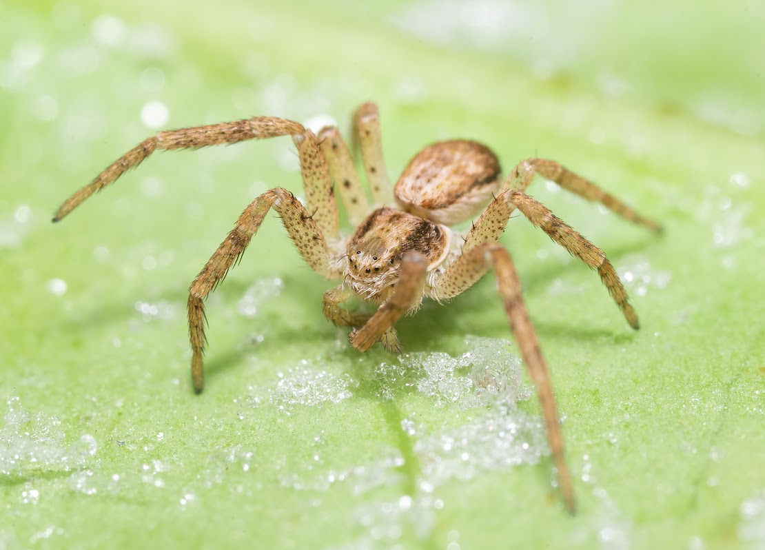 Philodromus sp.