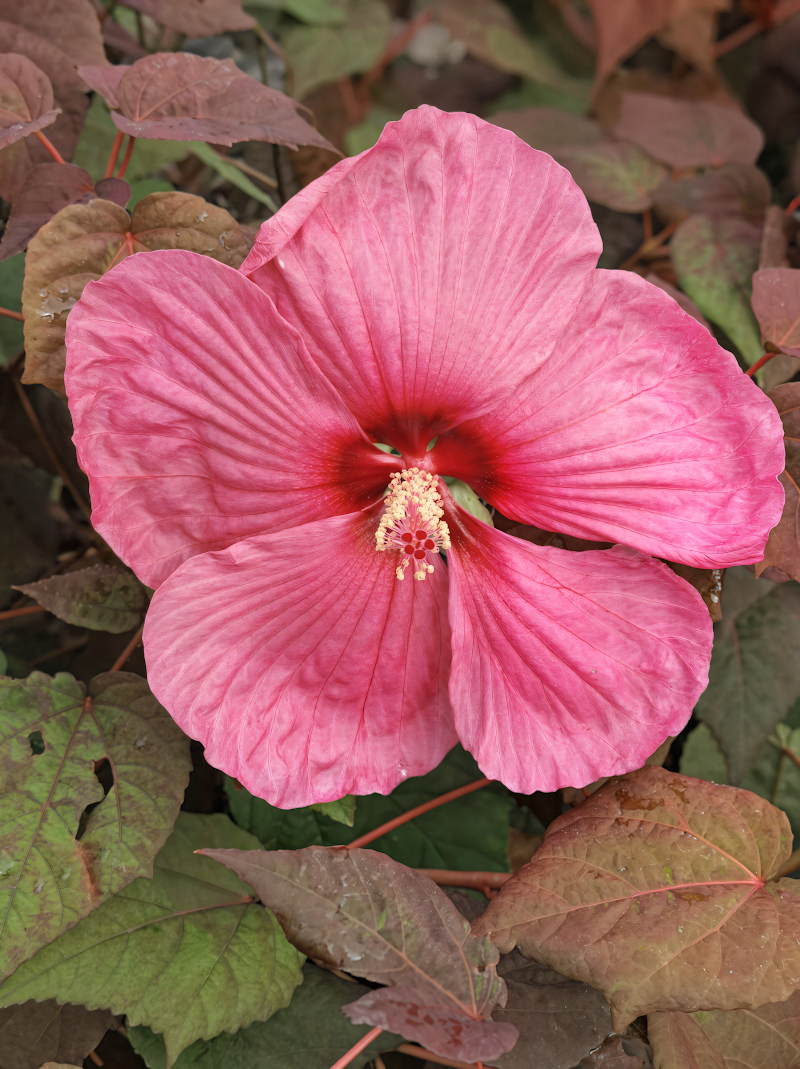 Hibiscus moscheutos Royal Gems fiorito in giardino acquatico