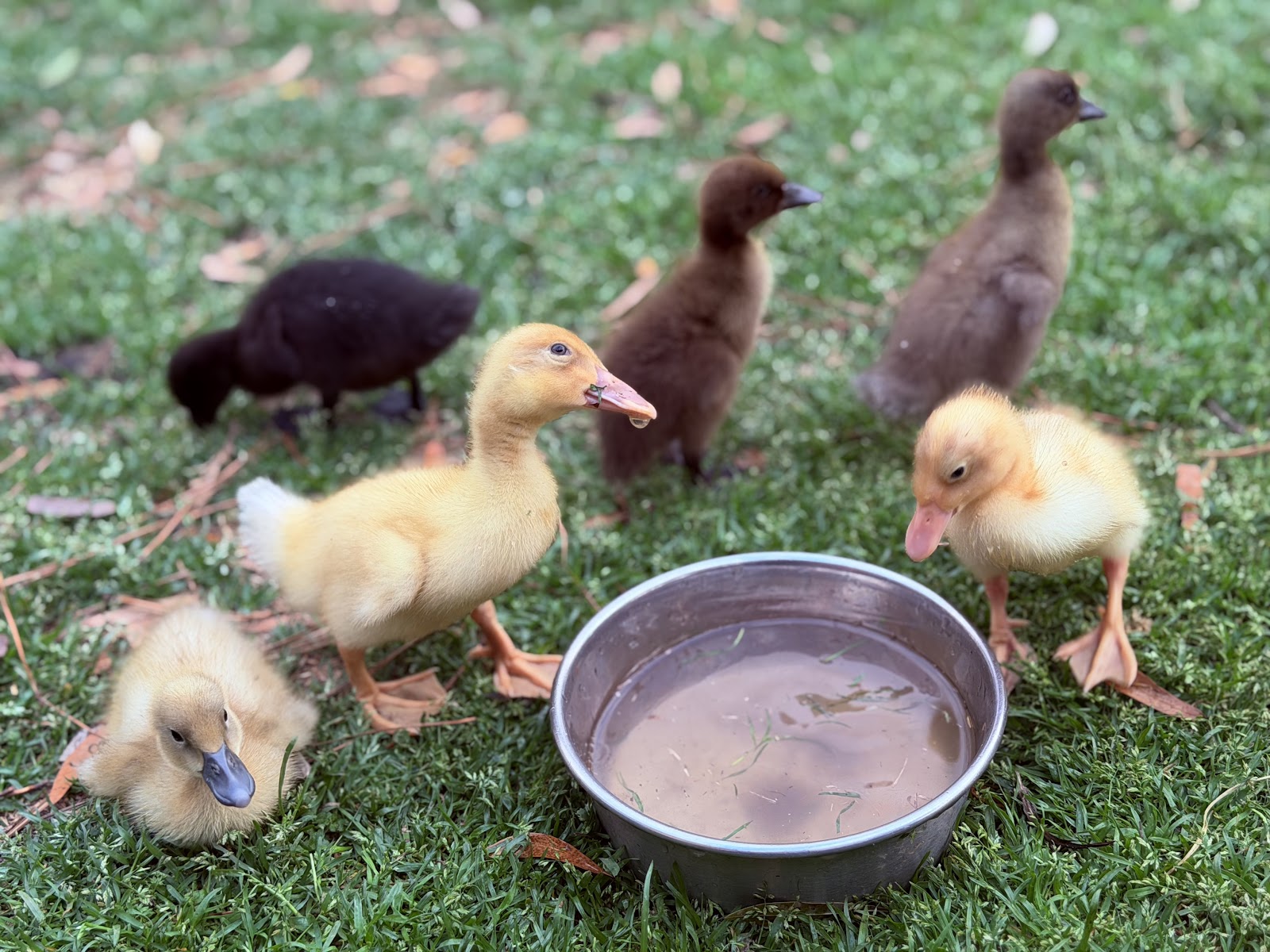 Buff Duckling, Blue Runner Duckling, Cayuga Duckling, Chocolate Runner Duckling, Fawn & White Runner Duck, Silver Runner Duckling