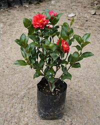 Camellia Plant