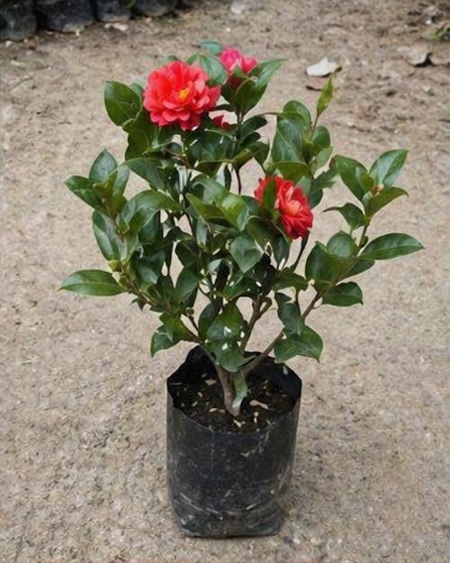 Camellia Plant