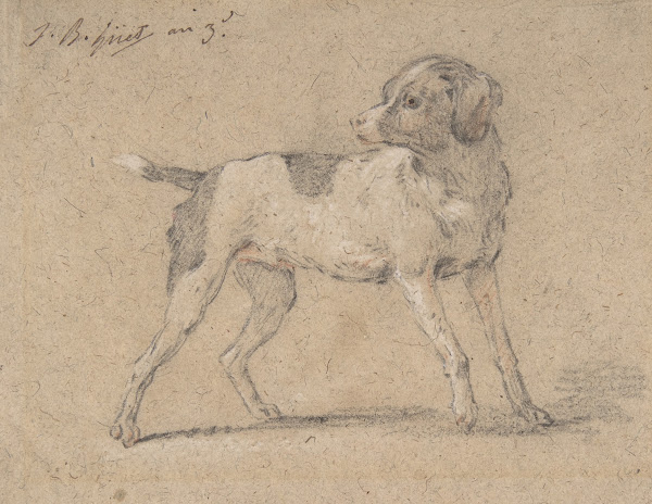 Black and White Dog Head Turned to the Left 179495