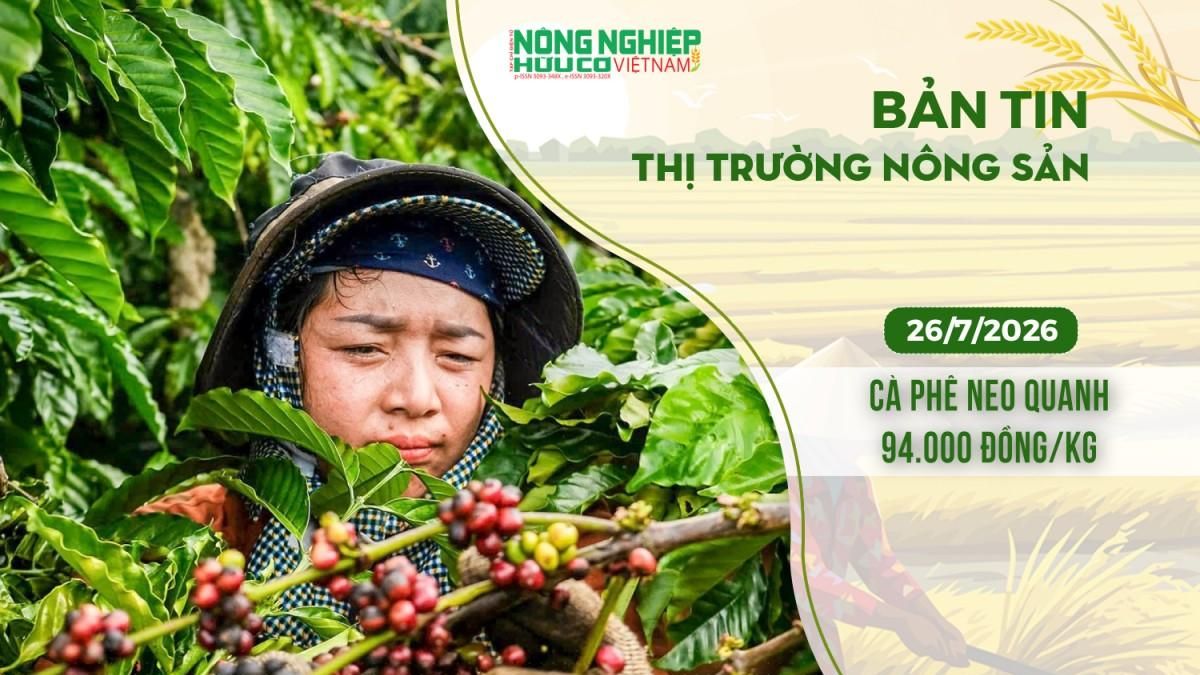 Thị trường nông sản 26/7/2026: Cà phê neo quanh 94.000 đồng/kg - Nông nghiệp Hữu cơ Việt Nam