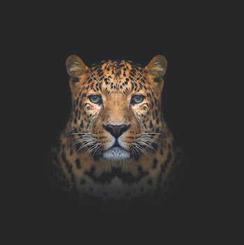 Leopard Face Picture