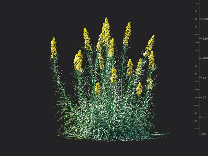 Maxtree - Plant Models Vol.115