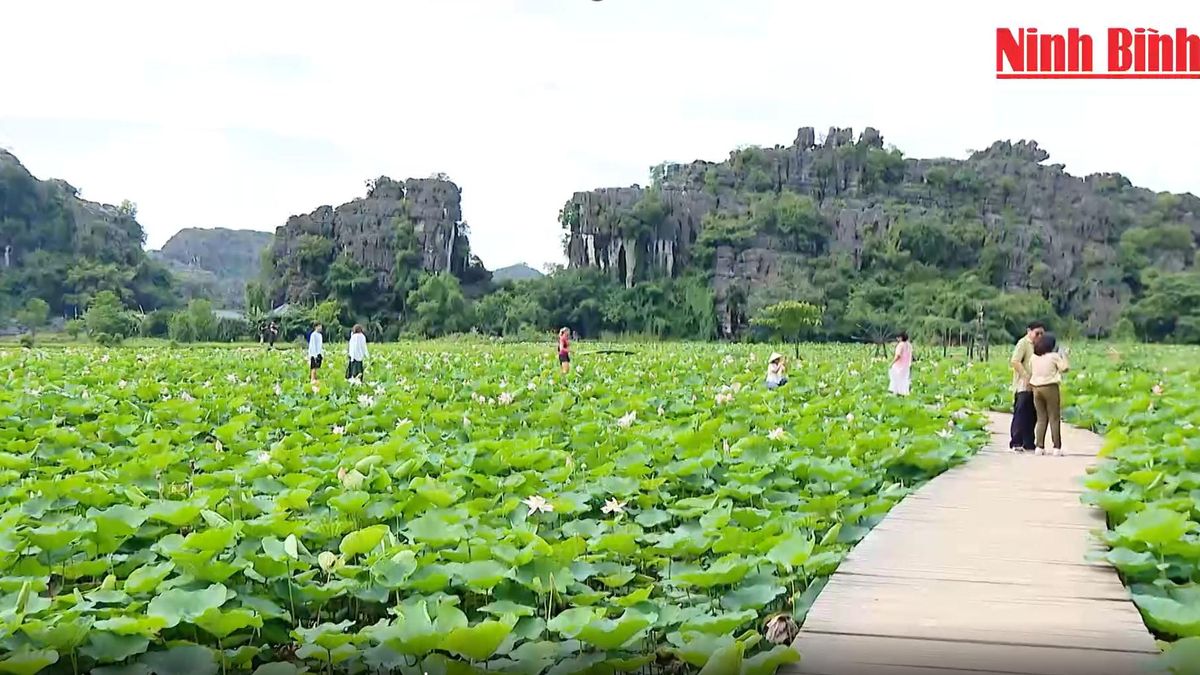 Ấn tượng mùa sen Hang Múa - Báo Ninh Bình