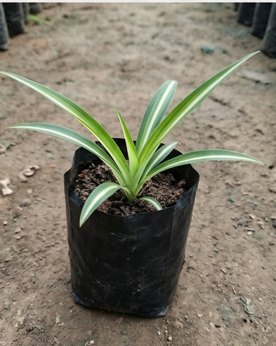 Spider Plant — view 4