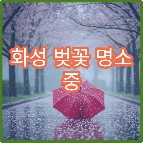 화성 벚꽃 명소 중 숨겨진 곳 어디? 현지인 추천 스팟 공개