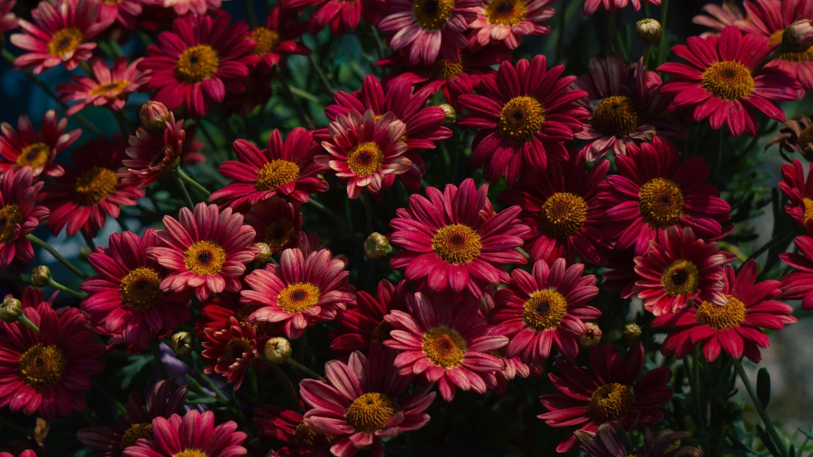 Crimson Daisies in Bloom - Nature Photography 5K Wallpaper (6000x3376)