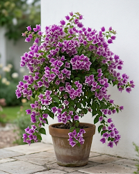 Imported Buttercup Bougainvillea Plant