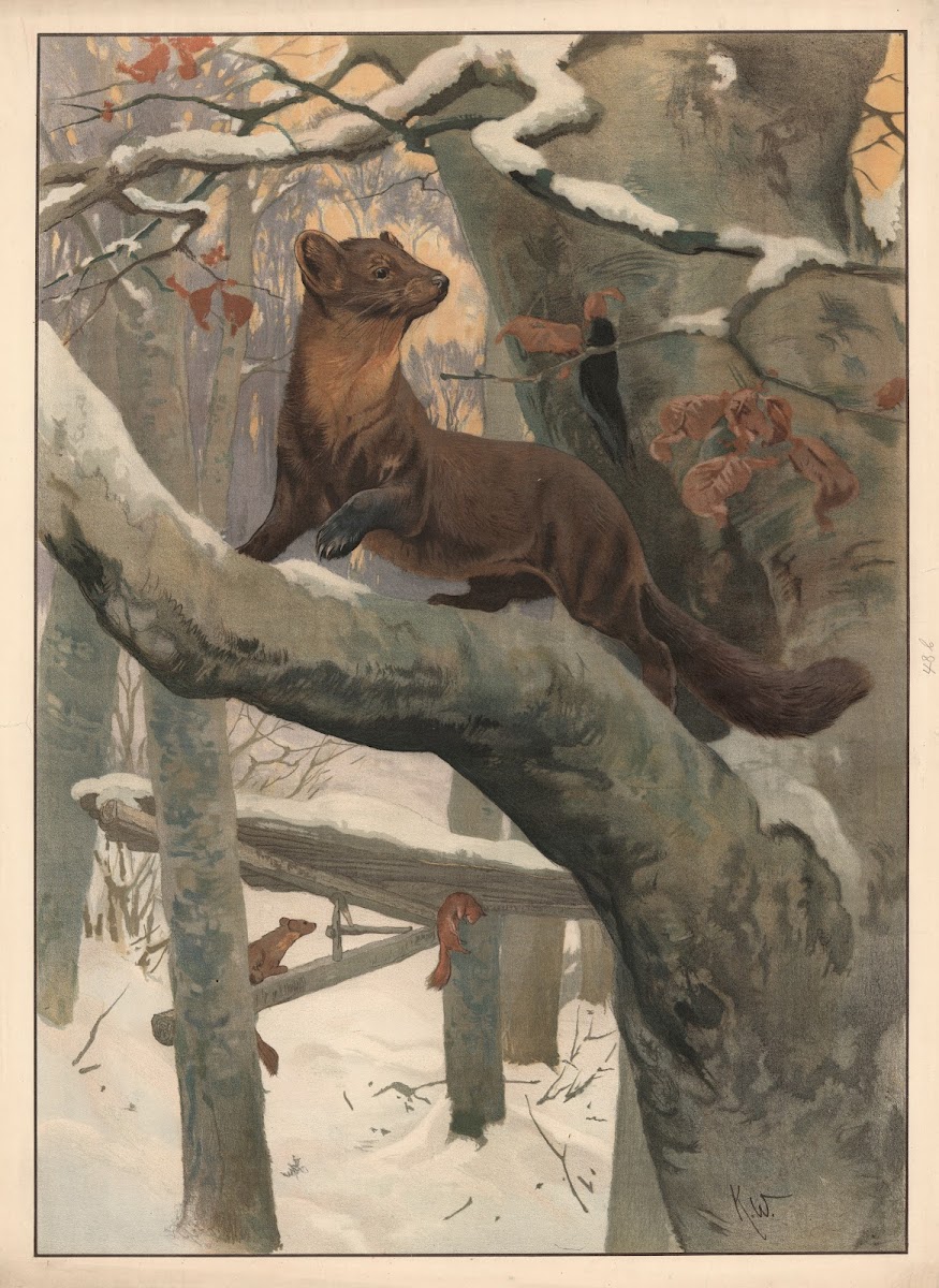 Mår 1910