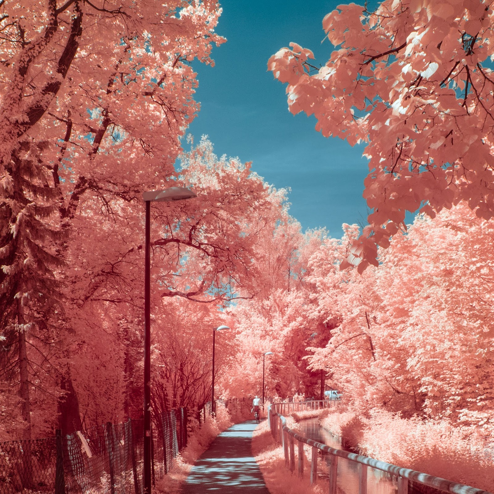 Download Autumn Photography 4K iPhone