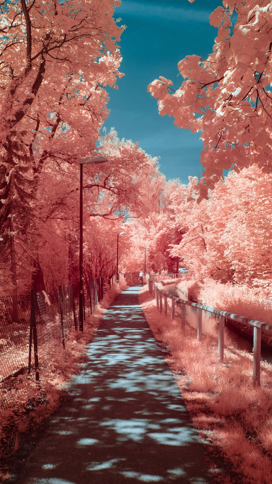 Autumn Photography 4K iPhone Wallpaper Background [2160x3840] Free Download