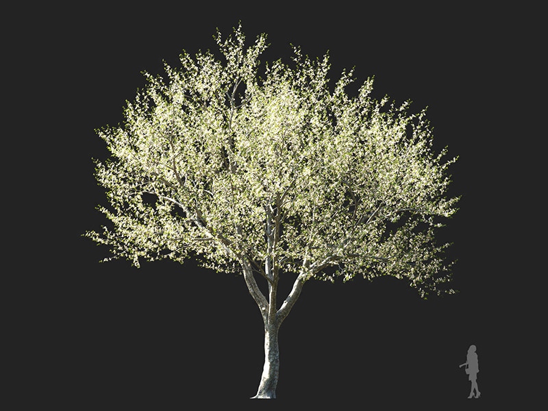 Maxtree - Plant Models Vol.132
